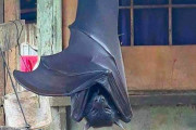 【画像】フィリピンのコウモリがガチでヤバイ！家帰ってこんなのがいたら泣くぞ！