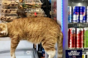 【悲報】またコンビニのアイスケースで寝そべるバカッターが発見され炎上