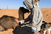 【ねこ画像】飼い主さんん砂漠で過ごす猫さん…ラクダさんとも仲良しのようですねwww