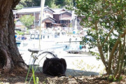 【ねこ画像】島のクロネコ、公園のねこ ほか