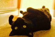 【どうぶつ画像】へそ天クロにゃん、ハチワレさんのあくび、くろねこさん舌でてるよ ほか【再】