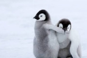 ペンギンとかいうぶっちぎりでこの世で一番可愛い動物wwww