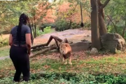 【米国】動物園で柵を乗り越え、ライオンの目の前でダンスする黒人女性に非難殺到(動画あり)