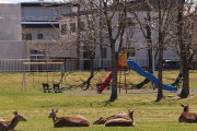 【緊急事態宣言】エゾシカ、公園を「占拠」　コロナで人影まばら　北海道・根室