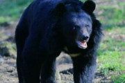 自治体とハンターさん、クマ駆除の苦情に苦悩 「実態を見てくれと言いたい。我々も面白半分にクマを撃っているわけではない。鉄砲を持つ人が減ると、これからの将来どうなるのかと」