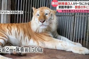 那須サファリパークで女性飼育員が虎に襲われ右手首を失う