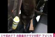 クマが60度超えの車内に入り死亡