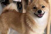 【調査】「犬になつかれやすい人」と回答した人は何％？「犬になつかれる人」の特徴を獣医師に聞いた