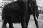 【朗報】3万年前のマンモス、綺麗な状態で発見される