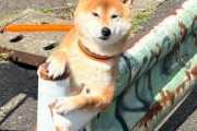 【画像】すげぇポーズの犬いたwwwww