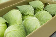 【朗報】キャベツの価格、すごい勢いで下がってしまうｗｗｗ