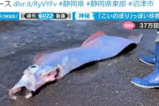 【前触れ】静岡県沼津の浜辺に「サケガシラ」が打ち上げられる…駿河湾で深海魚が相次いで発見されている模様