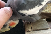 【画像あり】ワイドカタ、鳥の可愛さにきずくｗｗ