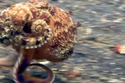 【動画】足3本を使って海底を走るタコの映像がキモ可愛いと話題に。