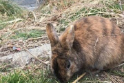 【画像】野生のウサギ見つけたったｗｗｗｗｗｗｗ