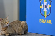 ブラジル代表が日本代表に歴史的逆転負け… ささやかれる「猫の呪い」とは