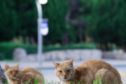 【ねこ画像】公園のねこ、ご神体 ほか【再】