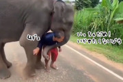いかせたくないゾウ！大好きな人がスクーターに乗って行ってしまうのを断固阻止する象