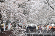 韓国人「韓国文化『桜の花見』が圧巻！」36万本の桜の木！鎮海軍港祭に450万人の花見客が訪れる予測　韓国の反応