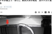 東京大学、ウナギが陸上で狩りをすることを発見　虫やトカゲ食べる