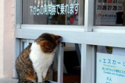 【ねこ画像】ねこも利用券購入？、ノートPCの後ろから・・・、ねこもお手伝い ほか【再】