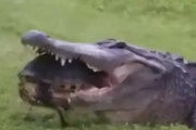 ワニに食べられかけた亀、余裕すぎてワニも茫然としてしまう…海外の反応
