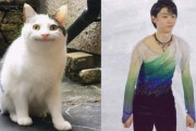 羽生可愛いけど、この猫おかしいだろ！w  …あかんwつぼはまった…どうしてくれるw…