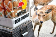 【新型肺炎】奈良公園の鹿が凶暴化、中国人減少の影響か