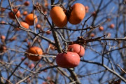 柿「甘いです、栄養豊富です、干しても美味いです」←こいつが天下取れなかった理由