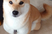 【画像多め】お散歩中のコーギーさん「ファッ、犬？これ犬じゃないンゴ…」←これは不審がりーヌwwww