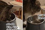お腹がすいている時に決まって猫がすること、食べてるふり：エア食べ
