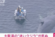 迷いクジラ「淀ちゃん」死亡　放置すれば爆発する可能性も
