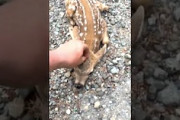 1000万再生も納得の可愛さ(*´д｀*)自分から撫でさせてくれる鹿の赤ちゃんが可愛い。