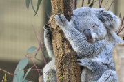 【悲報】病気で体毛が抜けたコアラ、お前らの想像の24倍はモンスターｗｗｗｗｗｗｗｗｗ
