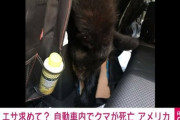 【可哀想】餌を探しに車の中に侵入したクマさん、出られなくなりそのまま蒸し焼きに…