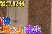 【放送事故】大阪万博さん、ガチで被害深刻すぎる「大量の虫の害」を地上波で報道されて終わる……
