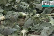 【茨城県】〈キャベツ高騰、相次ぐ盗難〉 逮捕された中国籍の2人組はなぜか不起訴…被害農家が怒り「警察は野菜泥棒には本気を出してくれない」