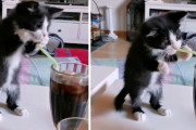 「ストローから飲んでる！？」ハチワレ子猫ちゃんが直立したままストローで遊んでいる姿が可愛すぎる