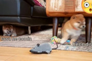 外国人「外出自粛のこの時期に私を幸せにしてくれる唯一のもの」柴犬の前にネズミのおもちゃが現れたら…（海外の反応）