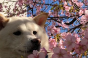【画像】イッヌ、早すぎる桜を見つける