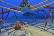【悲報】日本近海に生息する世界最大の蟹、すごいのに人気ない