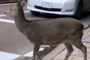 日本の鹿は、横断歩道で車が停車するまで待ってから渡るんだぜ！　外国人「日本の鹿は、他の国の人間より文明的だね」「奈良は、なんて美しい所なんだろうか」