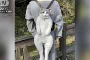 【悲報】「猫リュック」の偽物、あまりにも酷い