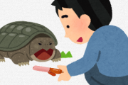 凶暴といわれるカミツキガメに“ソーセージ”を差し出してみたらどうなるのっとｗｗｗｗｗｗ
