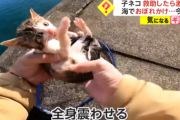 例の海で子猫拾った系YouTuber、「駐車場に居たらゴボゴボ溺れる声が聴こえた」とか言い始める