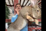 【動画】ジャンボうさぎ、ガチのマジで引くほどデカい