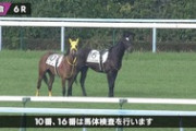 【競馬】放馬した２頭、仲良くデートを楽しむ