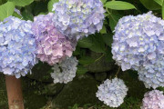 紫陽花が大好きです