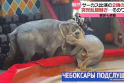 【画像】ロシアのサーカス象が乱闘騒ぎでヤバいことに・・・
