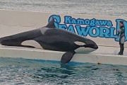 水族館のクジラ「狭い…狭すぎる…海に返してよ…なんでこんなとこに僕を閉じ込めるの…」